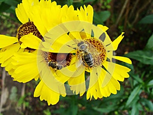 Honey bee collecting pollen on Red sun bride flower, Helenium autumnale. Arnica flower in the garden. wasp.