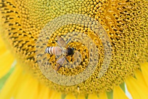 Honey Bee collecting pollen on sunflower.