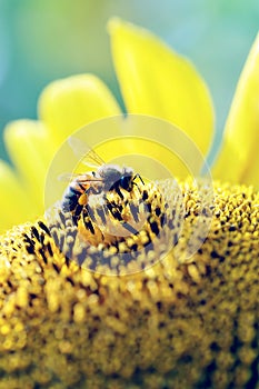 Honey bee collecting pollen on sunflower, insect honeybee, beauty in Nature, vertical