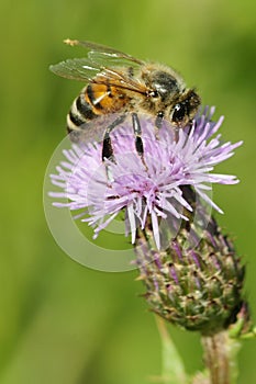 Honey bee collecting pollen from thistle flower head