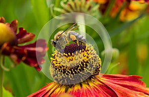 Honey Bee collecting pollen on top of beautiful Rudbeckia flower