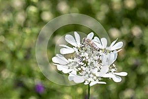 Honey bee collecting pollen from white bloomed flower.  Selected focus, space for text