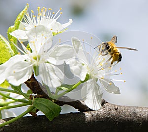 Honey Bee collecting pollen on white cherry blossom tree