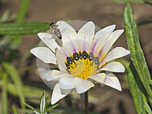 Honey bee collecting pollen on a white daisy flower