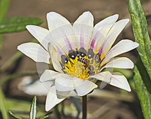 Honey bee collecting pollen on a white daisy flower