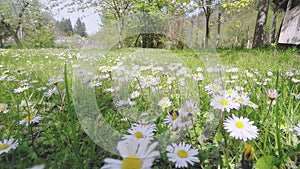 Honey Bee Collecting Pollen On White Daisy Flowers