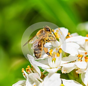 Honey bee is collecting pollen from white flower