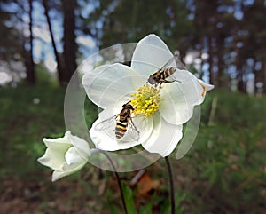 Honey bee collecting pollen from white flower