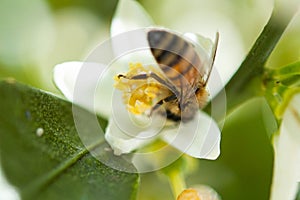 Honey bee collecting pollen at white flower blossom