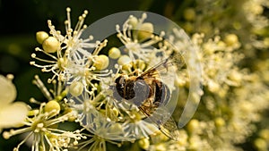 Honey bee collecting pollen on a white flower. Insect at work. Animal photo