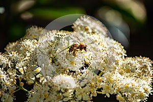 Honey bee collecting pollen from white flower petals in spring