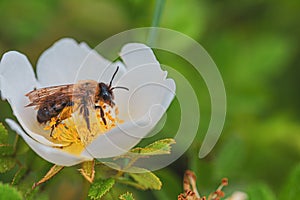 Honey bee collecting pollen from a white rosehip flower