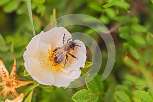 Honey bee collecting pollen from a white rosehip flower