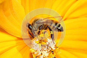 honey bee collecting pollen from an yellow cosmos flower