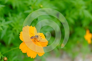 Honey Bee collecting pollen on yellow Cosmos or Yellow Cosmos fl