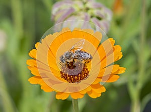 Honey bee collecting pollen on a yellow daisy flower