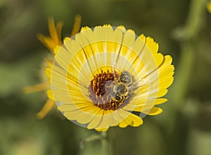 Honey bee collecting pollen on a yellow daisy flower