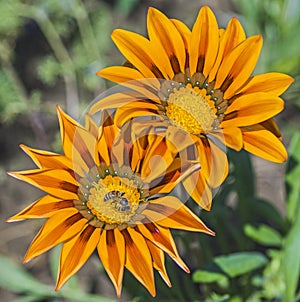 Honey bee collecting pollen on a yellow daisy flower