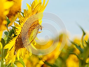 Honey bee collecting pollen at yellow flower