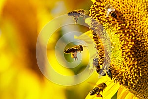 Honey bee collecting pollen at yellow flower. close up