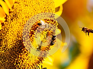 Honey bee collecting pollen at yellow flower. close up