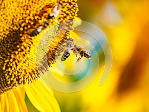 Honey bee collecting pollen at yellow flower. close up