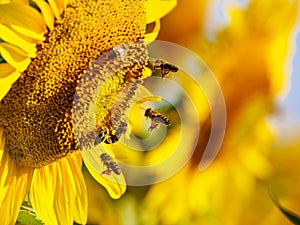 Honey bee collecting pollen at yellow flower. close up