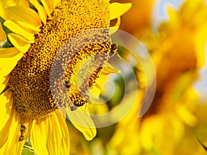 Honey bee collecting pollen at yellow flower. close up