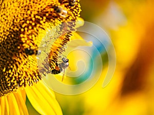 Honey bee collecting pollen at yellow flower. close up