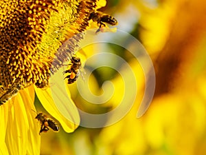 Honey bee collecting pollen at yellow flower. close up