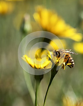 Honey Bee collecting pollen on yellow flower with green and yellow background