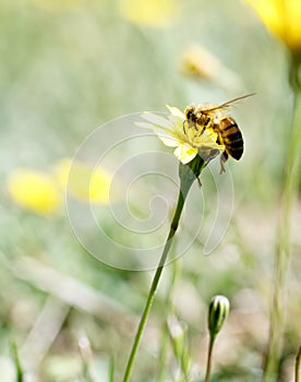 Honey Bee collecting pollen on yellow flower with green and yellow background