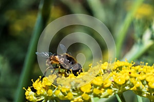Honey Bee collecting pollen on yellow flower with green and yellow background
