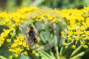 Honey Bee collecting pollen on yellow flower with green and yellow background