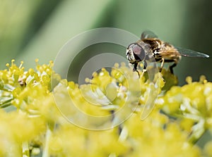 Honey Bee collecting pollen on yellow flower with green and yellow background