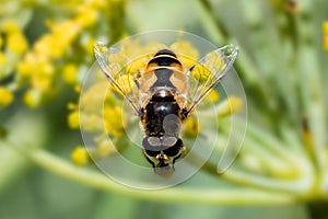 Honey Bee collecting pollen on yellow flower with green and yellow background