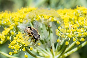 Honey Bee collecting pollen on yellow flower with green and yellow background