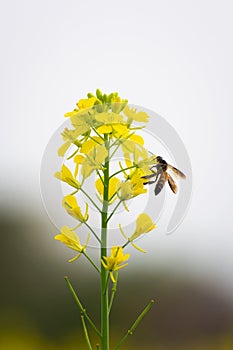 Honey Bee collecting pollen on yellow mustard flower.