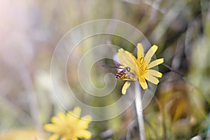 Honey Bee collecting pollen on yellow rape flower on green grass background