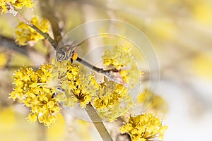Honey Bee collecting pollen on yellow rape flower on light background