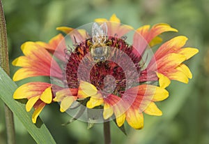 Honey bee collecting pollen on a yellow and red firewheel flower