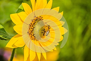 Honey Bee collecting pollen on yellow sunflower against blue sky