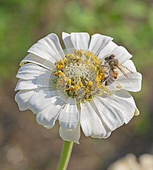 Honey bee collecting pollen on a yellow and white dahlia flower