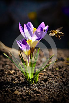 honey bee collects flower nectar photo