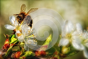 Honey bee collects flower nectar photo