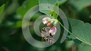 Honey Bee collects nectar on a flower of Common Snowberry Symphoricarpos albus