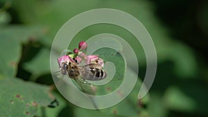 Honey Bee collects nectar on a flower of Common Snowberry Symphoricarpos albus