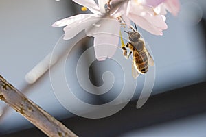 Honey bee collects the nectar of a pink flower