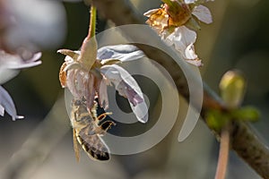 Honey bee collects the nectar of a pink flower