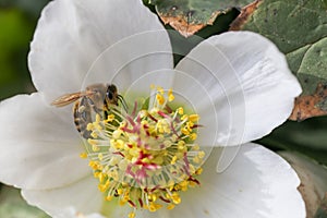 Honey bee collects nectar and pollen in early spring from hellebore, hellebores, Helleborus flowering plants in the family Ranuncu